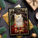 Search for funny kittens cards Pet