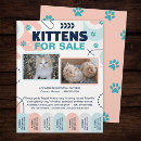 Search for cats flyers Cat adoption