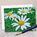 Search for meadow photography Daisy