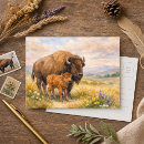Search for great plain postcards Bison