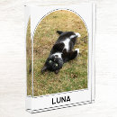 Search for dog memorial photo display Cat