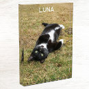 Search for dog photo display Cat