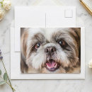 Search for shih tzu lover postcards Animal