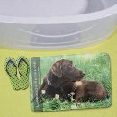 Search for lab photography Dogs