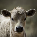 Search for feeding clothing Milk