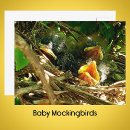 Search for nesting postcards Wildlife photography