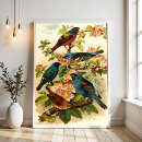 Search for zoological posters Illustration