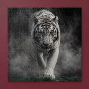 Search for predator puzzles Feline