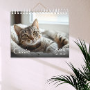 Search for kitty photography Animal lover