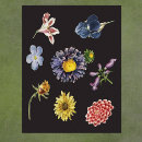 Search for vintage natural history posters Flowers