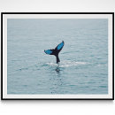 Search for humpback whale posters Wildlife