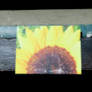 Search for sunnie postcards Nature