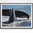 Search for tail photography Whale