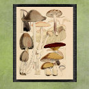 Search for vintage natural history posters Botanical