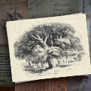 Search for big tree postcards Nature