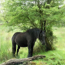 Search for black horse return address labels Farm animals