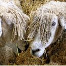 Search for funny sheep mousepads Farm animals