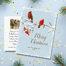 Search for cardinal bird Birds