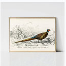 Search for pheasant posters Animals