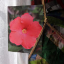 Search for hibiscus flower postcards Hawaiian