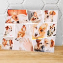 Search for photo note cards Pet