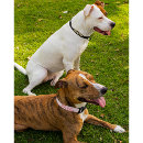 Search for dog collars pink