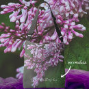 Search for bohemian crossbody bags Nature