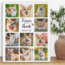 Search for dog memorial plaques Photo collage