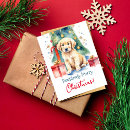 Search for golden retriever lover postcards Pet