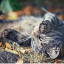 Search for sunbathing postcards Animals