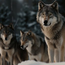Search for wolves puzzles Pack