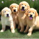Search for golden retriever puppy puzzles Puppies