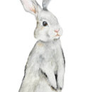 Search for rabbit posters Funny