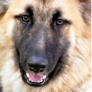 Search for german shepherd photo display Alsatian
