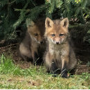 Search for twin sister postcards Siblings