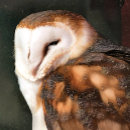 Search for barn owl puzzles Birds