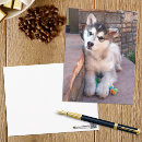 Search for malamute postcards Cute