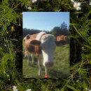 Search for berners postcards Berner oberland