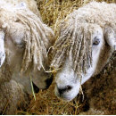 Search for sheep cards Farming