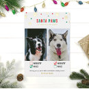 Search for naughty dog Dogs