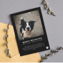 Search for announcing death of dog Pet loss