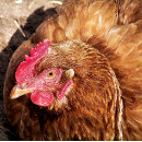 Search for chicken puzzles Cute