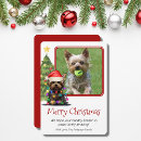 Search for yorkshire terrier christmas cards Pet