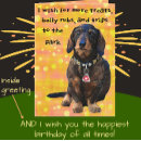 Search for wire haired Wiener dog