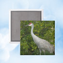 Search for sandhill magnets Wildlife