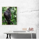 Search for red tail posters Bird of prey