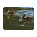 Search for ducklings magnets Ducks