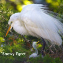 Search for baby puzzles Wildlife