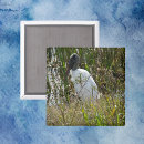 Search for stork magnets Nature