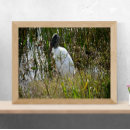 Search for wetland posters Bird
